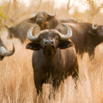 Zimbabwe Top National Parks to Spot Wild Buffaloes