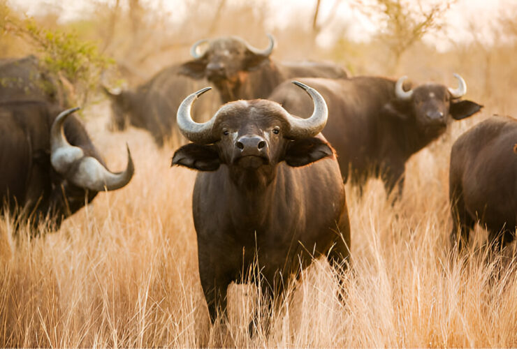 Zimbabwe Top National Parks to Spot Wild Buffaloes